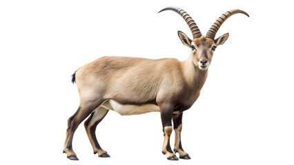 Fototapeta premium ibex on a transparent background