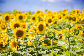 sunflower in french field summer blue and yelow country