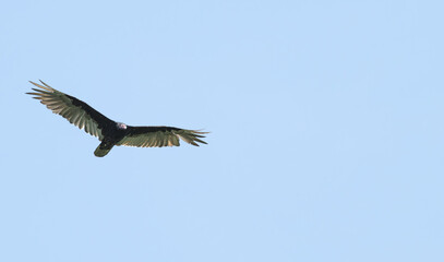 Fototapeta premium Turkey vulture in flight.
