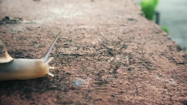 A close-up of a snail with its antennae fully extended as it slowly crawls across a cement surface. The snail's delicate, spiraled shell contrasts with the rough texture of the cement