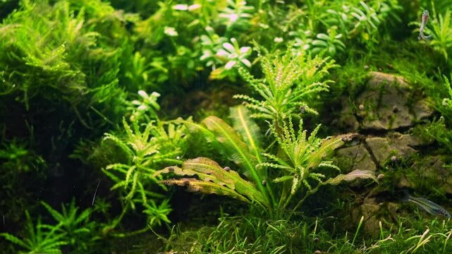 pogostemon Daonoi aeration, Boesemani rainbowfish popular fish, dwarf Echinodorus lush tropical aquatic plant, Amano style iwagumi texture stone aquascape, bright LED light, professional aquarium care