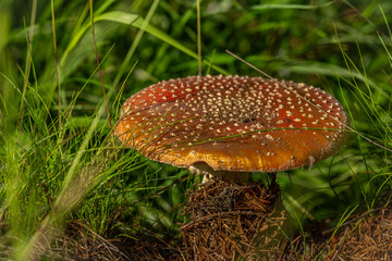 Poisonous mushroom in fresh summer forest and green grass