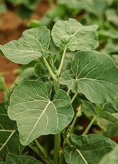 large green leaf of shilphal or mint on the background is an Indian farm field with greens growing in it