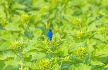 Bunting On Sunflower
