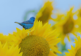 Bunting On Sunflower