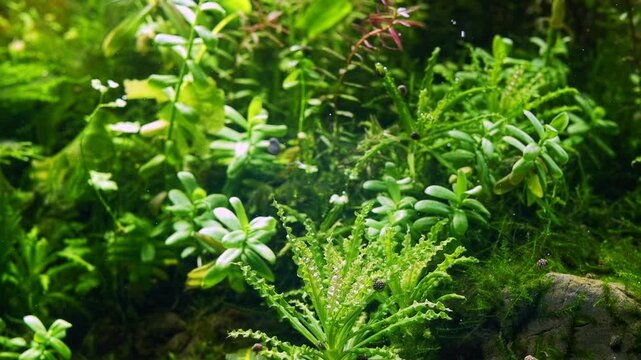 pogostemon Daonoi, Hedyotis salzmannii, Boesemani rainbowfish popular fish, dwarf tropical aquatic plant, Amano style iwagumi texture stone aquascape, bright LED light, professional aquarium care