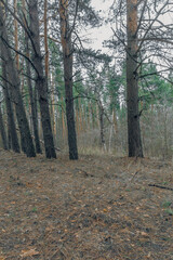 Obraz premium the forest in early spring