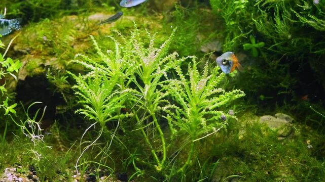 Daonoi tropical aquatic plant air bubble aeration, Boesemani rainbowfish popular fish, fountain moss Amano style iwagumi stone aquascape design, bright LED light, professional aquarium care java moss