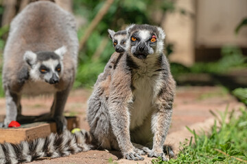 Fototapeta premium A lemur and its cub, watching the surroundings. Lemur catta