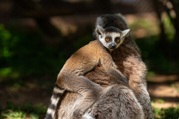 Cute baby lemur on its mother's back. Lemur catta © TAMER YILMAZ
