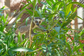 Cute baby lemur climbing a tree. Lemur catta