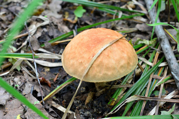 a mushroom is growing in the grass in the forest