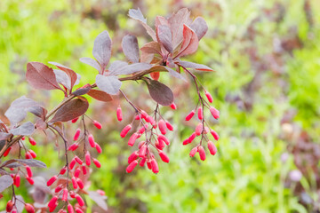 Red berries in clusters hanging from the branches of a barberry bush
