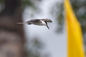 bridled tern or Onychoprion anaethetus near Elephanta Island Maharashtra, India
