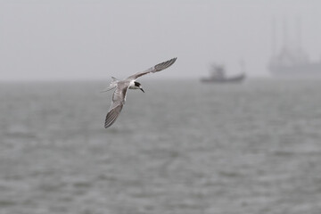 common tern or Sterna hirundo near Elephanta Island Maharashtra, India