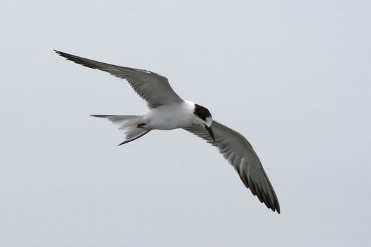 common tern or Sterna hirundo near Elephanta Island Maharashtra, India