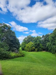trees in the park