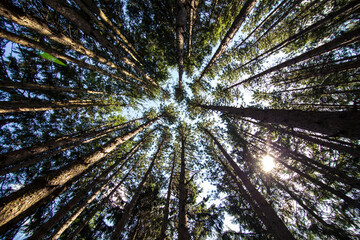 Low Angle of Tall Pine Trees