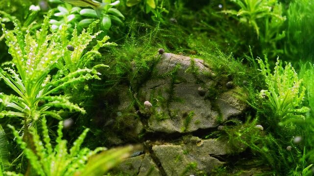 java moss air bubble, Boesemani rainbowfish popular fish, dense lush tropical aquatic plant, fountain moss Amano style iwagumi stone aquascape design, bright LED light, professional aquarium care