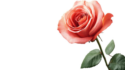 Fototapeta premium Red rose transparent background