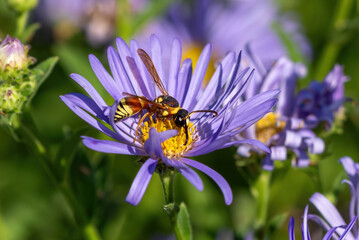 A Potter Wasp pollinating a Purple Aster flower in a blooming garden. Close up view and observation. © Susan Hodgson