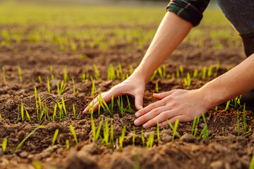 Agriculture. Farmer's hand strokes green wheat sprouts. Farmer examines future wheat harvest. Concept of natural farming, agriculture.