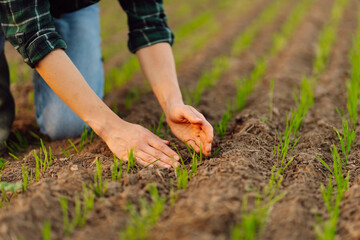 Fototapeta premium Agriculture. Farmer's hand strokes green wheat sprouts. Farmer examines future wheat harvest. Concept of natural farming, agriculture.