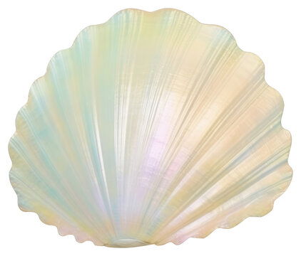 PNG Iridescent seashell home decor
