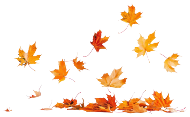 PNG Autumn leaves falling white background