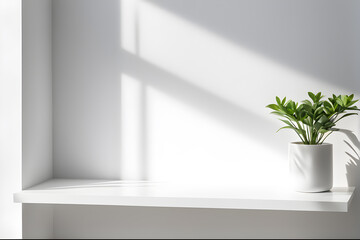 White shelf with plant in pot on white wall background. 