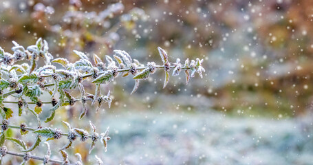 A frost-covered branch of a plant in the forest during snowfall