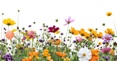 PNG Flower asteraceae grassland outdoors.