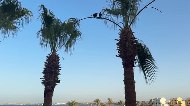 Silhouettes of two crows sitting on a palm tree branch.