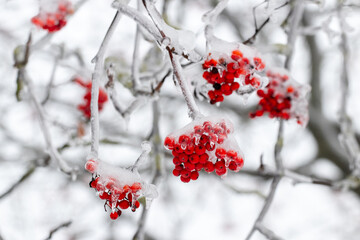 Viburnum branches with red berries covered with snow and ice