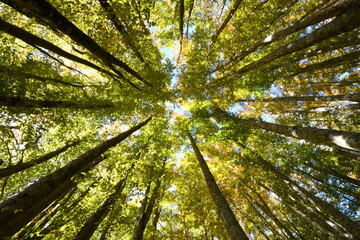 Obraz premium beech forest. shot from below