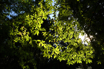 the sun filters through the green chestnut leaves in a forest