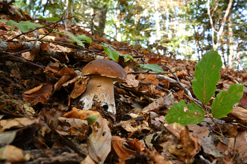 Boletus edulis (cep, penny bun, porcino or king bolete, usually called porcini mushroom) grows on the beech forest floor among fallen leaves at autumn season.