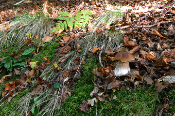 Boletus edulis (cep, penny bun, porcino or king bolete, usually called porcini mushroom) grows on the beech forest floor among fallen leaves at autumn season.