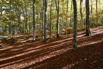 Autumn in the forest. Beech forest in autumn