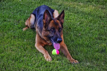 A German Shepherd lies on the grass guarding a ball