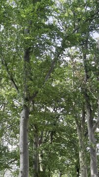 groen in de provincie Gelderland