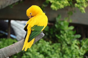 yellow and green parrot