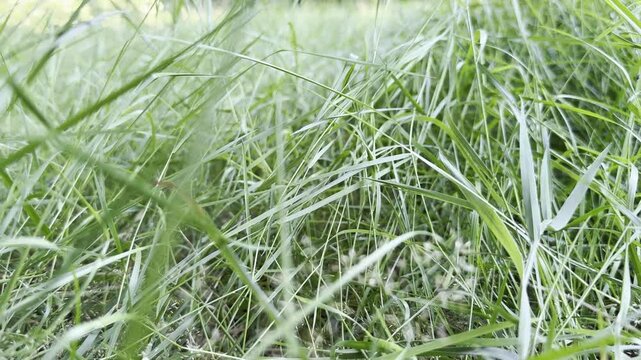 groen in de provincie Gelderland