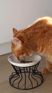 Adult ginger cat eating from bowl