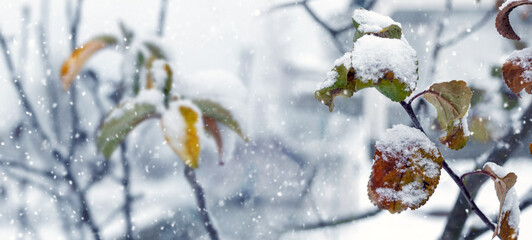 Winter garden with snowy branches of apple tree with dry leaves during snowfall