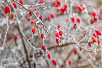 A rose bush with frost-covered red berries