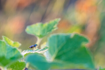 Blue long legged fly on a pumpkin plant