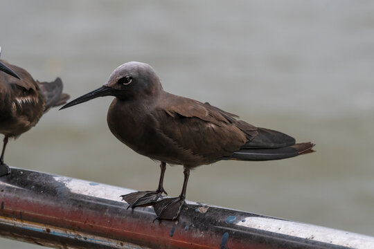lesser noddy or Anous tenuirostris near Elephanta Island Maharashtra, India
