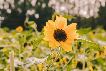 yellow flowers in the garden