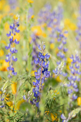 flowers in the field